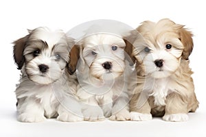 Three cute havanese puppies