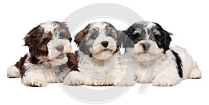 Three cute havanese puppies are lying next to each other