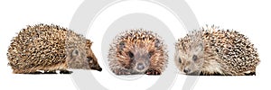 Three cute hedgehogs