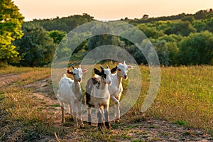 Three cute kid goats in a meadow at sunset. Portrait of beautiful domestic goats. Beautiful country landscape in the