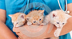 Three cute kitten lying in the veterinary healthcare professional arms - close up