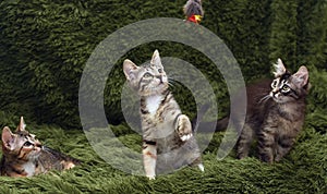 Three cute kittens on a green