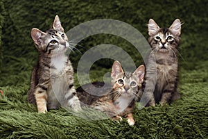 Three cute kittens on a green