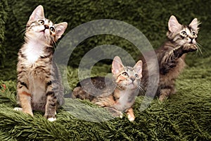 Three cute kittens on a green