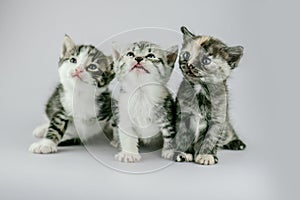 Three cute kittens. Group of three little kittens on studio background