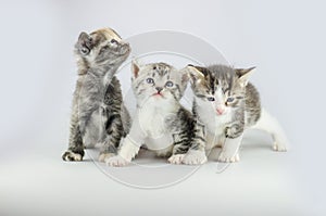 Three cute kittens. Group of three little kittens on studio background