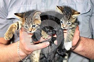 Three Cute Kittens in Male Hands.