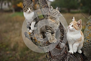 Three cute kittens sitting on a tree trunk. Lovely young cats walk in nature