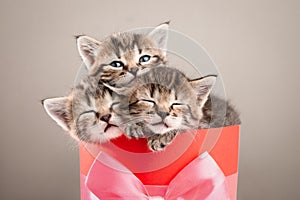 Three cute kittens sleeping in a red gift box with a bow