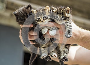 three cute kittens in your hands