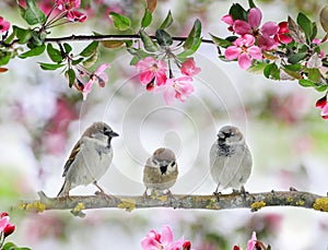 Three cute little birds sparrows sit on an Apple tree branch with pink flowers and buds in a may Sunny garden