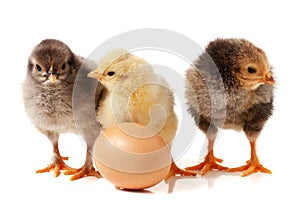 Three cute little chicken with egg isolated on white background