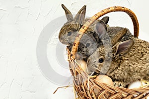 Three cute little easter bunnies sitting in easter busket with e