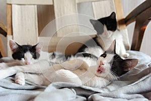 Three cute little kittens playing together