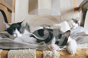 Three cute little kittens sleeping