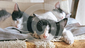 Three cute little kittens sleeping