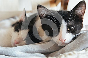 Three cute little kittens sleeping together, closeup