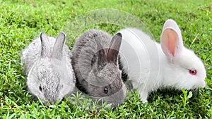 Three cute little rabbits are grazing on the green grass. Rabbits are cute pets.