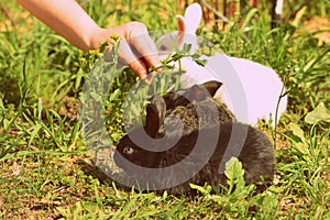 Three cute little rabbits white, black and gray color on green grass on a summer day. Retro style toned