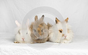 Three cute long haired bunny rabbits