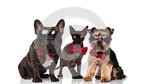 Three cute mixed pets wearing bowties and sunglasses