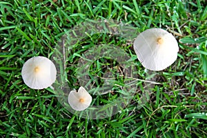 Three cute mushroom on the grass