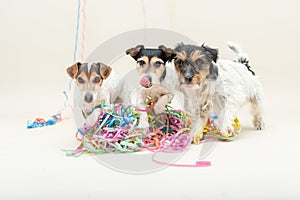 Three cute naughty party dog. Jack Russell dogs ready for carnival