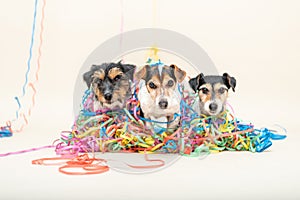 Three cute naughty party dog. Jack Russell dogs ready for carnival