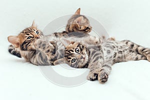 Tre Carino Bengala gattini dire bugie sul fatti in casa bianco coperta 