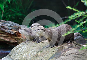 Three cute otters all looking in the same direction while standing on a large boulder