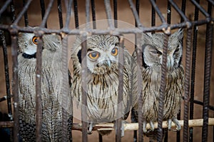 Three cute owls with strong orange eyes sitting in metall cage to be sold at voodoo fetish market in Benin