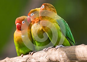 Tres pájaros del amor 