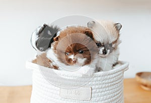 Three cute pomeranians puppies lying in a basket with a Home sign