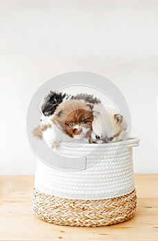 Three cute pomeranians puppies lying in a basket on wooden table