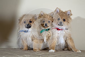Three cute puppies