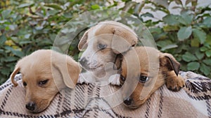 three cute puppies in a basket with a plaid blanket posing for the camera