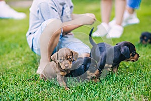 Three cute puppies dachshunds sitting next to it`s boy`s legs on the grass