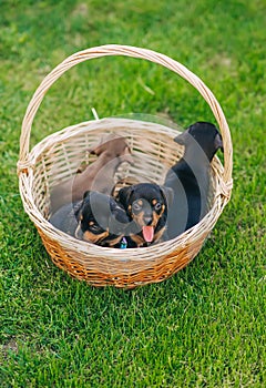 Three cute puppies are sitting in a brown basket