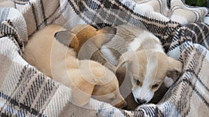 Three cute puppies sleep in a basket until they wake up. Adorable puppy sleep in a basket.