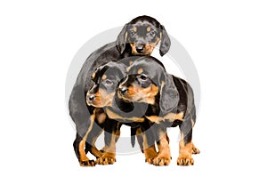 Three cute puppy breed Slovakian Hound