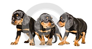 Three cute puppy Slovakian Hund