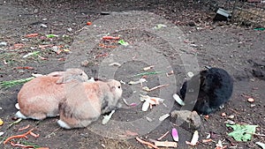 Three Cute Rabbits Eating Vegetables