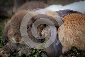 Three cute rabbits lying down and sleep together in the meadow with love. Friendship with easter bunny.