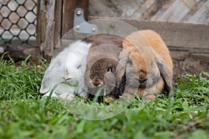 Three cute rabbits lying down and sleep together in the meadow with love. Friendship with easter bunny.