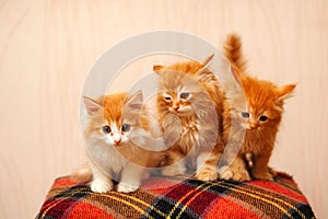 Three cute red kittens sits on plaid