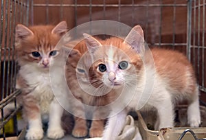 Three cute red kittens