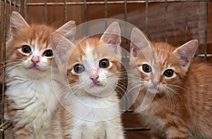 Three cute red kittens