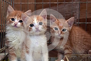 Three cute red kittens