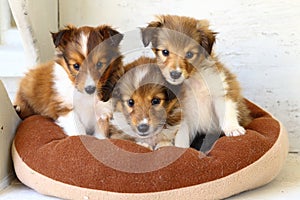 Three Cute Shetland Sheepdog puppies!