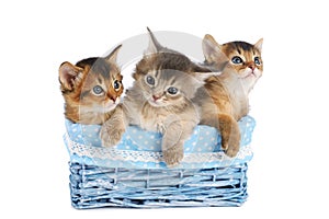 Three cute somali kittens isolated on white background